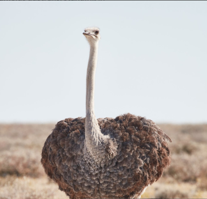 Oiseaux du Sahara marocain et de ses oasis