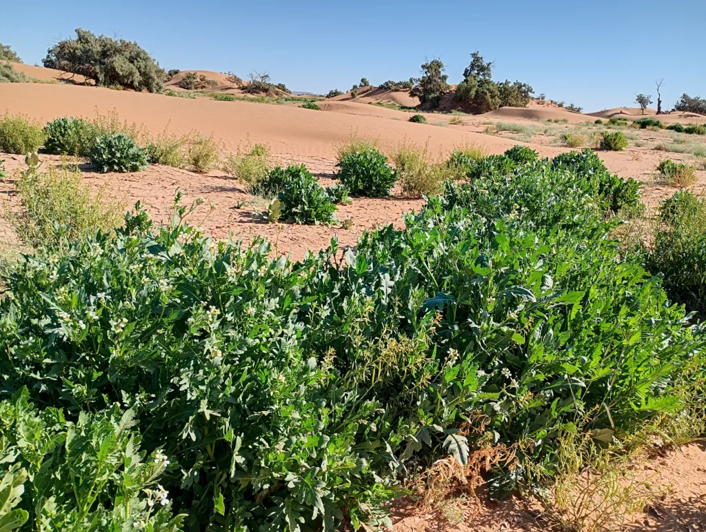 Roquette sauvage, plante du désert marocain