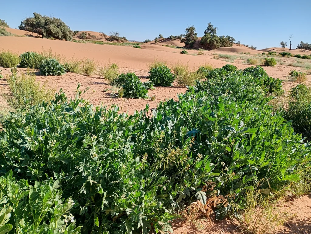 Roquette sauvage dans le désert marocain