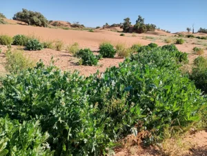 Roquette sauvage dans le désert marocain