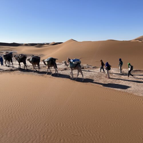Trekkeurs et caravane de chameaux traversant les dunes du Sahara marocain
