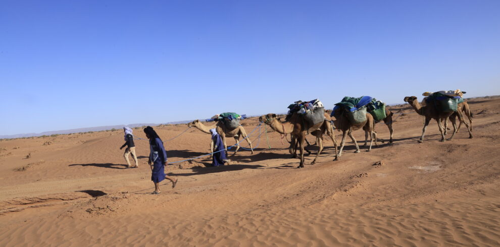 Caravane de chameaux chargés traversant le désert avec guides berbères