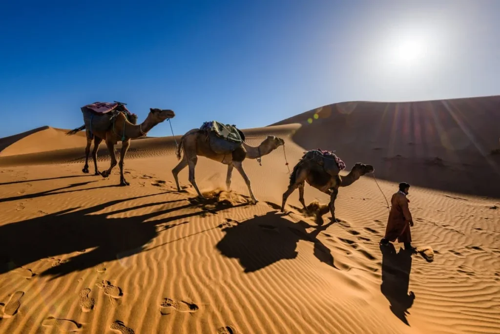 Dromadaire dans le désert du Sahara marocain