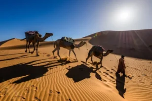 Dromadaire dans le désert du Sahara marocain