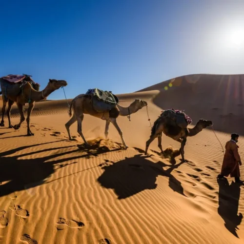 Dromadaire dans le désert du Sahara marocain
