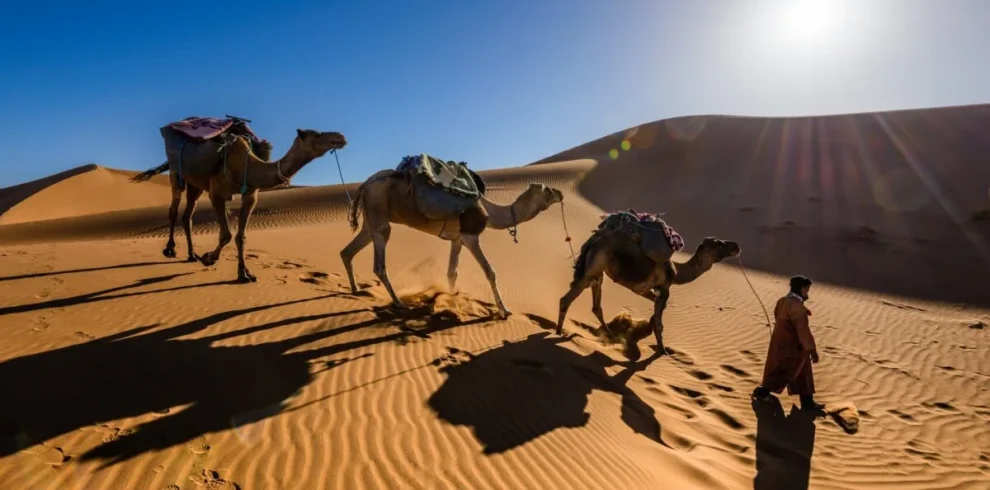 Dromadaire dans le désert du Sahara marocain