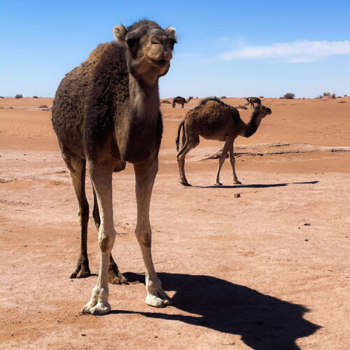 Excursion désert Maroc depuis Ouarzazate, Erg Chegaga