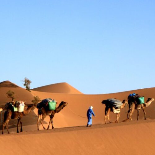 Excursion à dos de chameau et bivouac dans le désert depuis M'Hamid, Sahara marocain