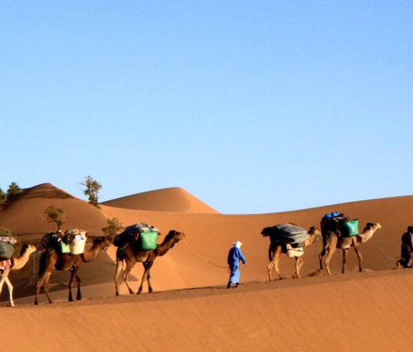 Excursion à dos de chameau et bivouac dans le désert depuis M'Hamid, Sahara marocain