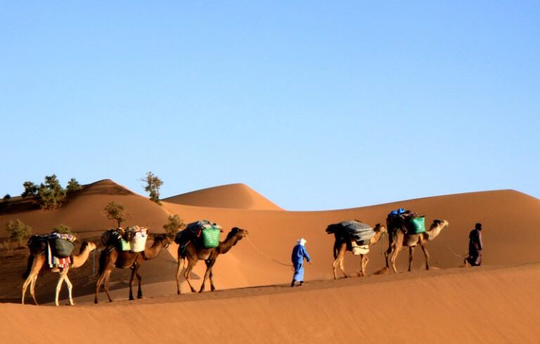 Excursion à dos de chameau et bivouac dans le désert depuis M'Hamid, Sahara marocain